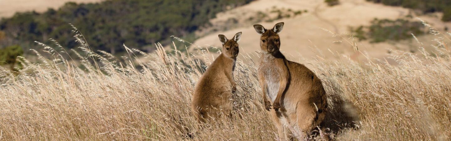 Australia Pacific Vacations