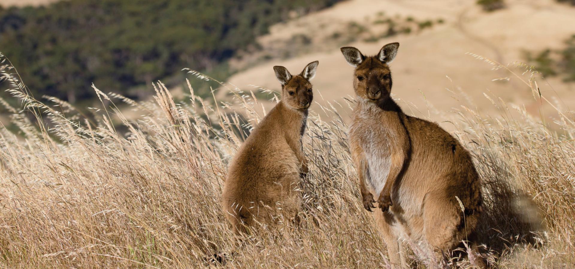 Australia Pacific Vacations