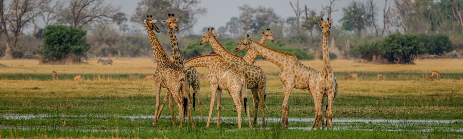 Amazing Africa DMC