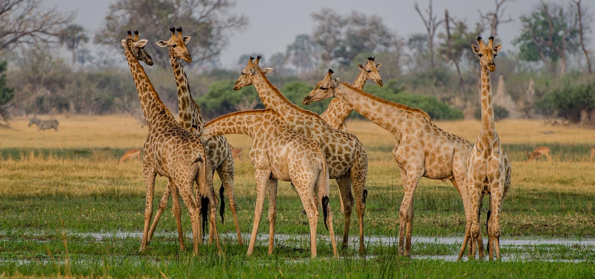 Amazing Africa DMC