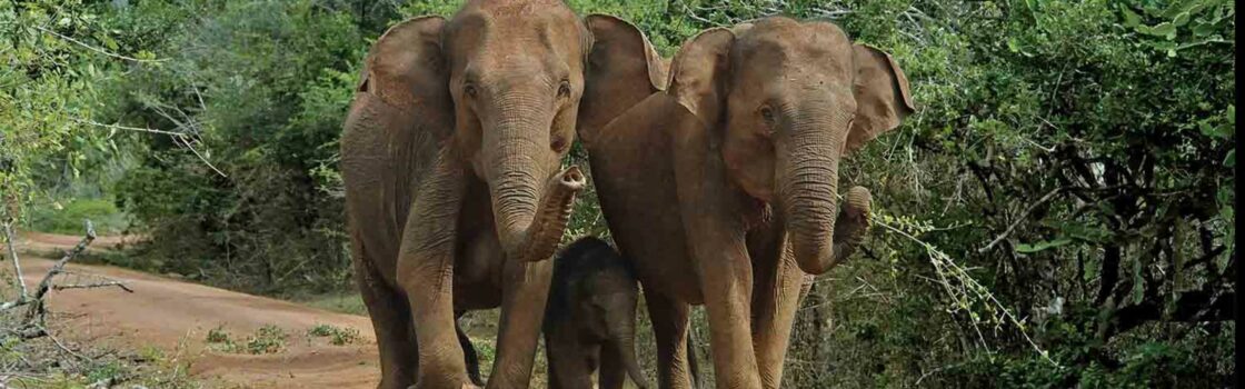 Image Source: LSR Sri Lanka