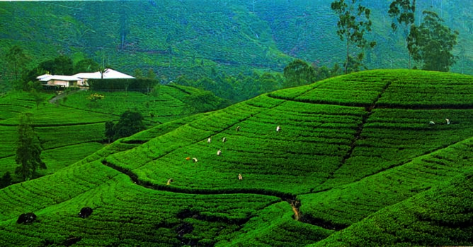 Image Source: LSR Sri Lanka