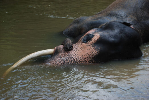 Image Source: LSR Sri Lanka