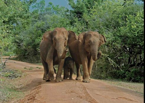 Image Source: LSR Sri Lanka